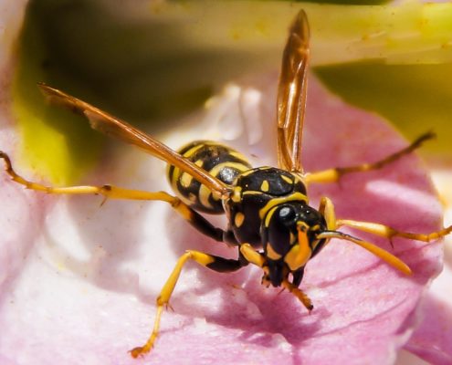 Schnelle Hilfe bei Insektenstichen