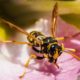 Schnelle Hilfe bei Insektenstichen